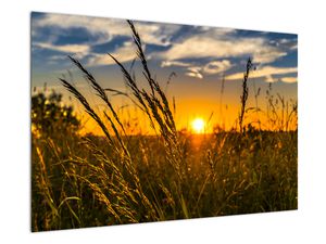 A mező naplementekor képe
