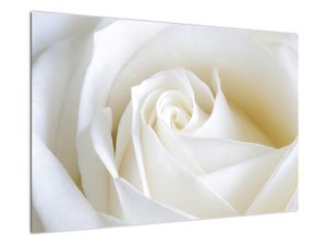 Egy fehér rózsa képe