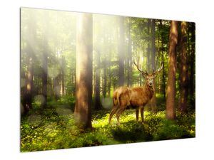 Obraz jeleňa v lese