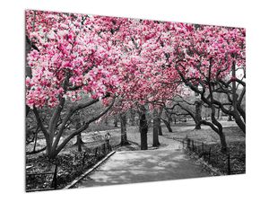 Obraz drzew magnolii