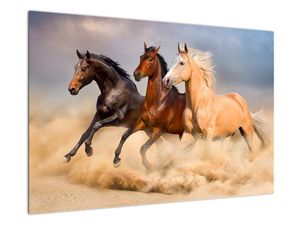 Slika - Divlji konji