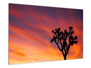 Obraz západu slnka nad siluetou stromu