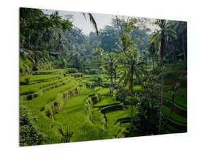 Schilderij - Rijstterassen Tegalalang, Bali