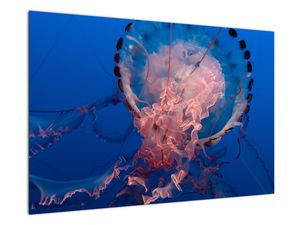 Obraz medúzy
