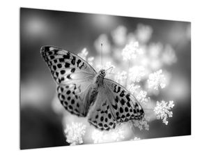 Schilderij - Vlinder op bloem, detail