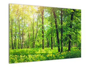 Obraz - Jarní listnatý les