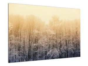 Bild auf Leinwand - Frostiger Wald