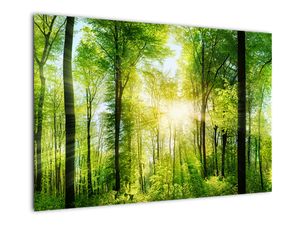 Slika - Zora u šumi