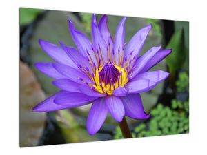 Tablou - Floare violet