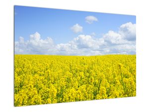 Egy sárga mező képe