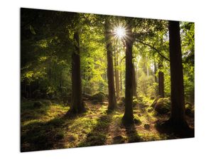 Bild auf Leinwand - Traumwald