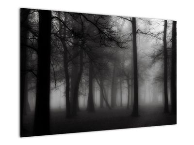 Kép - erdő a ködben