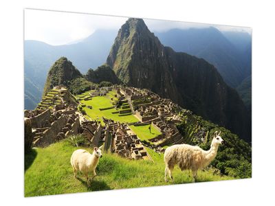 Obraz - Lamy v Machu Picchu