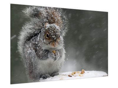Obraz - Veverička v zime