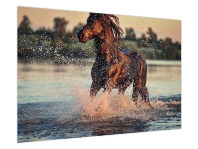 Obraz - Bežiaci kôň