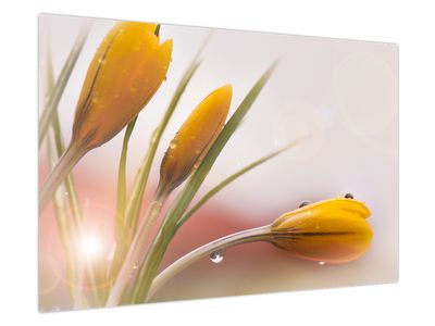 Obraz - Jarné kvety