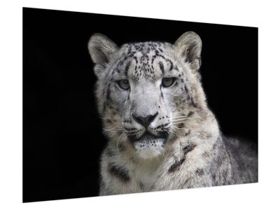 Obraz - Snow Leopard