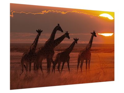 Schilderij - Giraffen op de Afrikaanse savanne