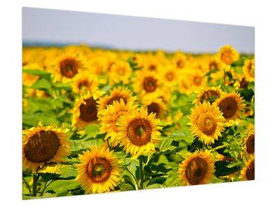 Bild auf Leinwand - Sonnenblumen