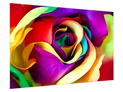 Bild auf Leinwand - Bunte Rose