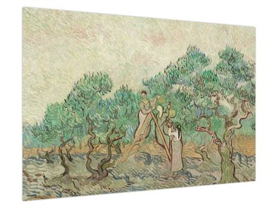 Obraz - Vincent van Gogh, The Olive Orchard, reprodukcje