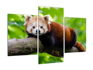 Schilderij - Rode panda