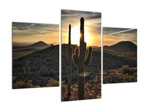 Obraz - kaktusy ve slunci