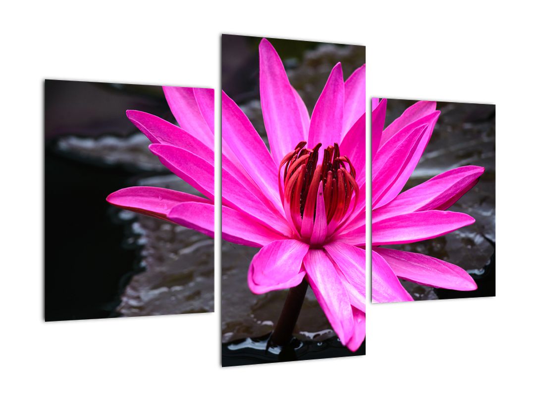 Obraz - růžový květ (V020636V90603PCS)