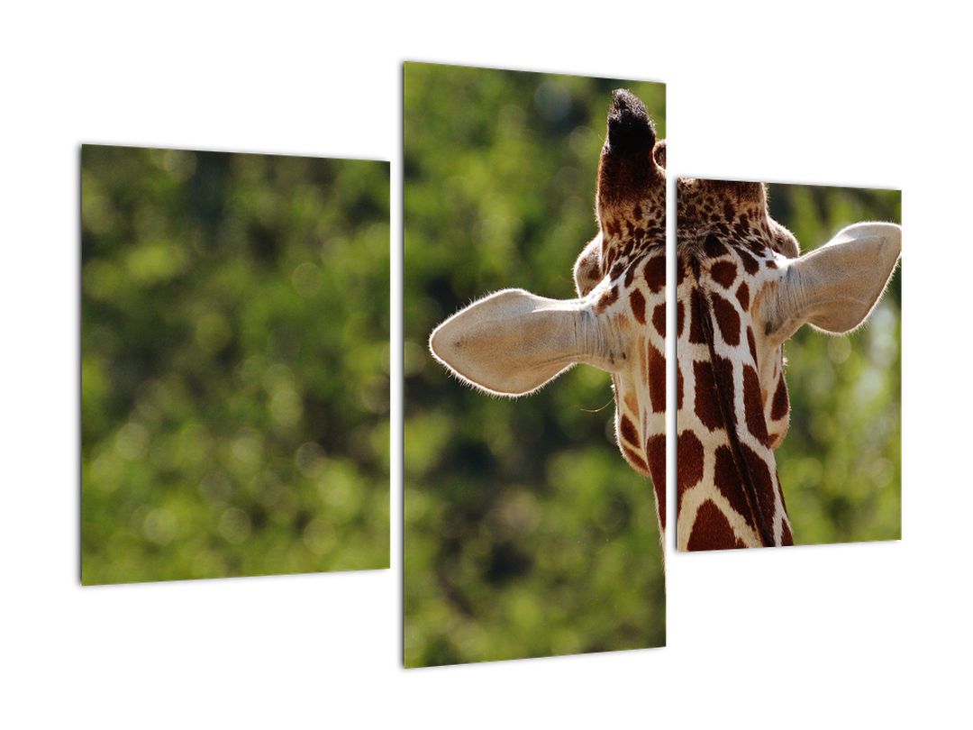 Obraz žirafy zezadu (V020638V90603PCS)