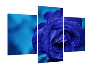 Obraz modré růže