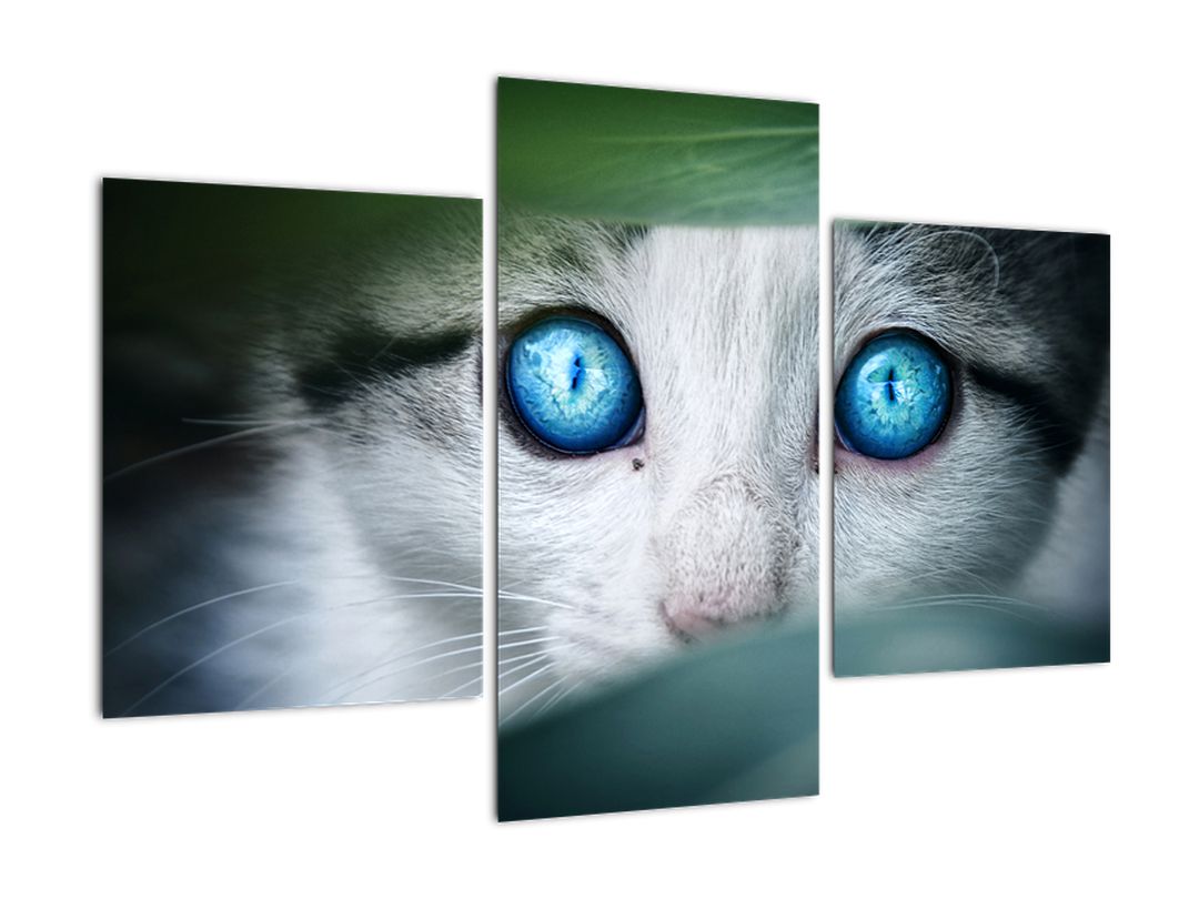Obraz kočky (V020944V90603PCS)
