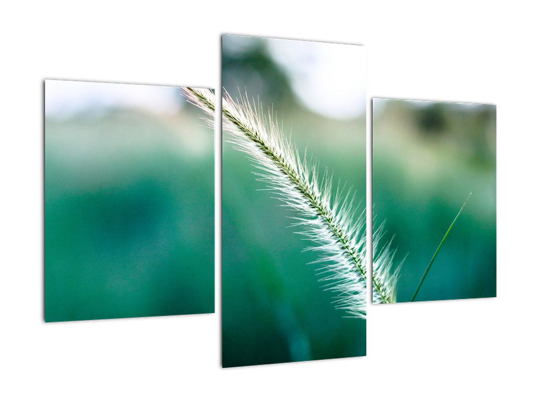 Obraz stébla trávy (V020962V90603PCS)