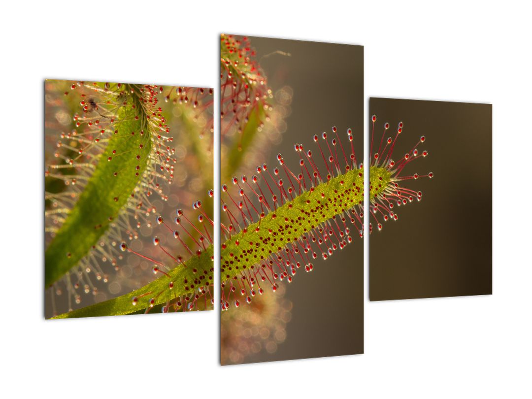 Obraz rostliny (V020984V90603PCS)