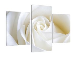 Obraz białej róży