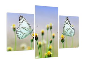 Schilderij - Vlinders op bloem