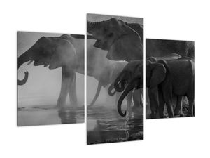 Obraz slonov - čiernobiely