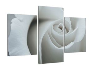 Schilderij - Witte roos