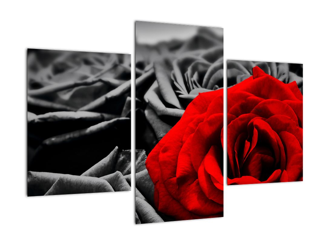 Tablou - Flori de trandafir (V021975V90603PCS)
