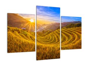 Obraz - Rýžové terasy ve Vietnamu