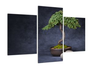 Slika - Bonsai