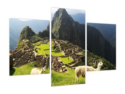 Obraz - Lamy na Machu Picchu