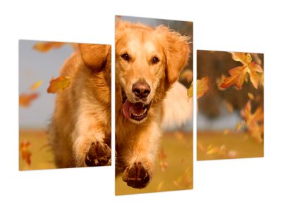 Obraz - Golden Retriever