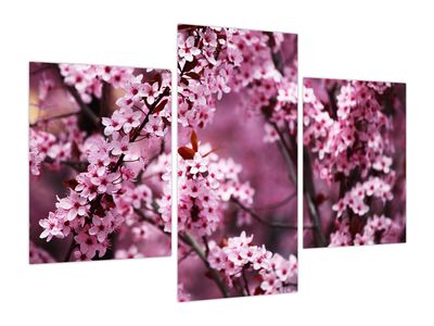 Obraz - Różowa sakura