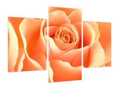 Bild auf Leinwand - Das Rosen, apricotfarben