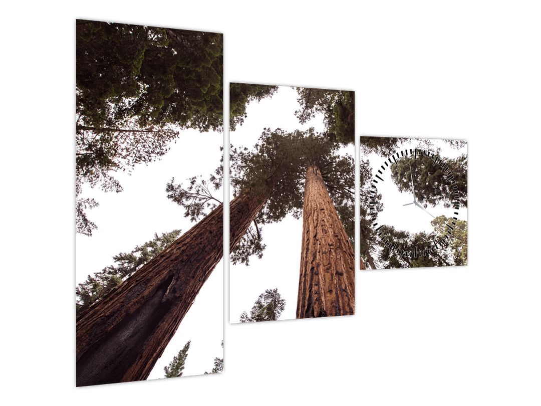 Obraz - Pohled skrz koruny stromů (s hodinami) (V022570V9070C)