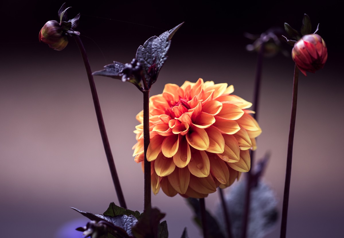 Fototapet - Flori în întuneric (T100113)