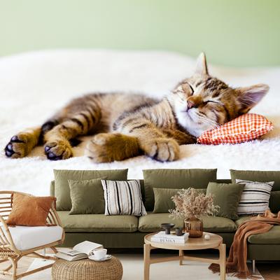 Fototapeta - Spící kotě